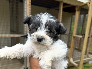 Miniature Schnauzer dogs Miniature Schnauzer Puppy 1 - Ad 39