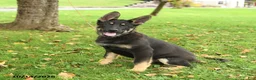German Shepherd dogs for sale: Montana - Ad 4
