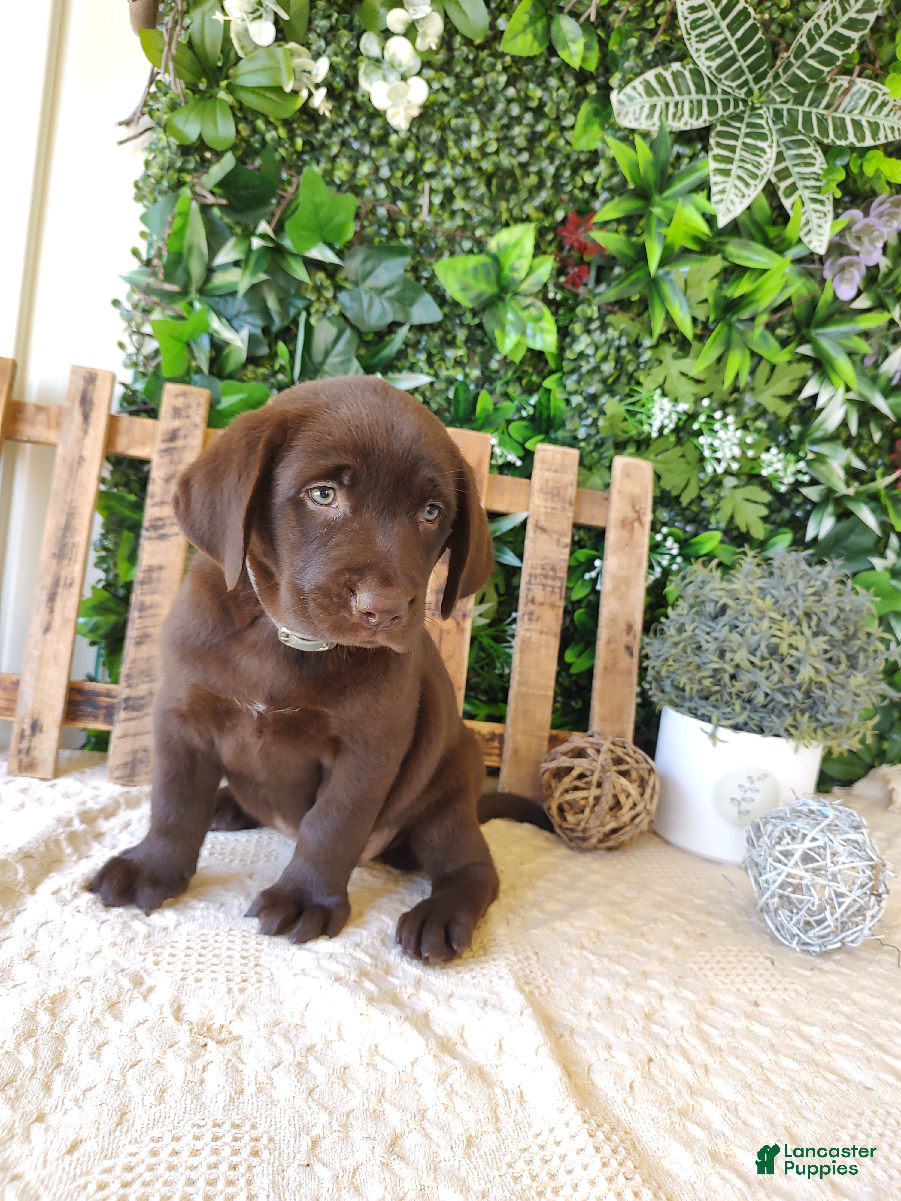 Labrador Retriever dogs Autumn - Ad 2
