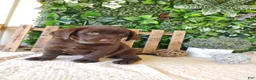 Labrador Retriever dogs for sale: Autumn - Ad 2