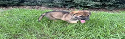 German Shepherd dogs for sale: Delilah - Ad 10