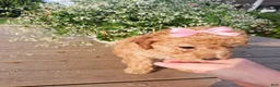 Toy Poodle dogs for sale: Goldie - Potty and Crate Trained - Ad 3