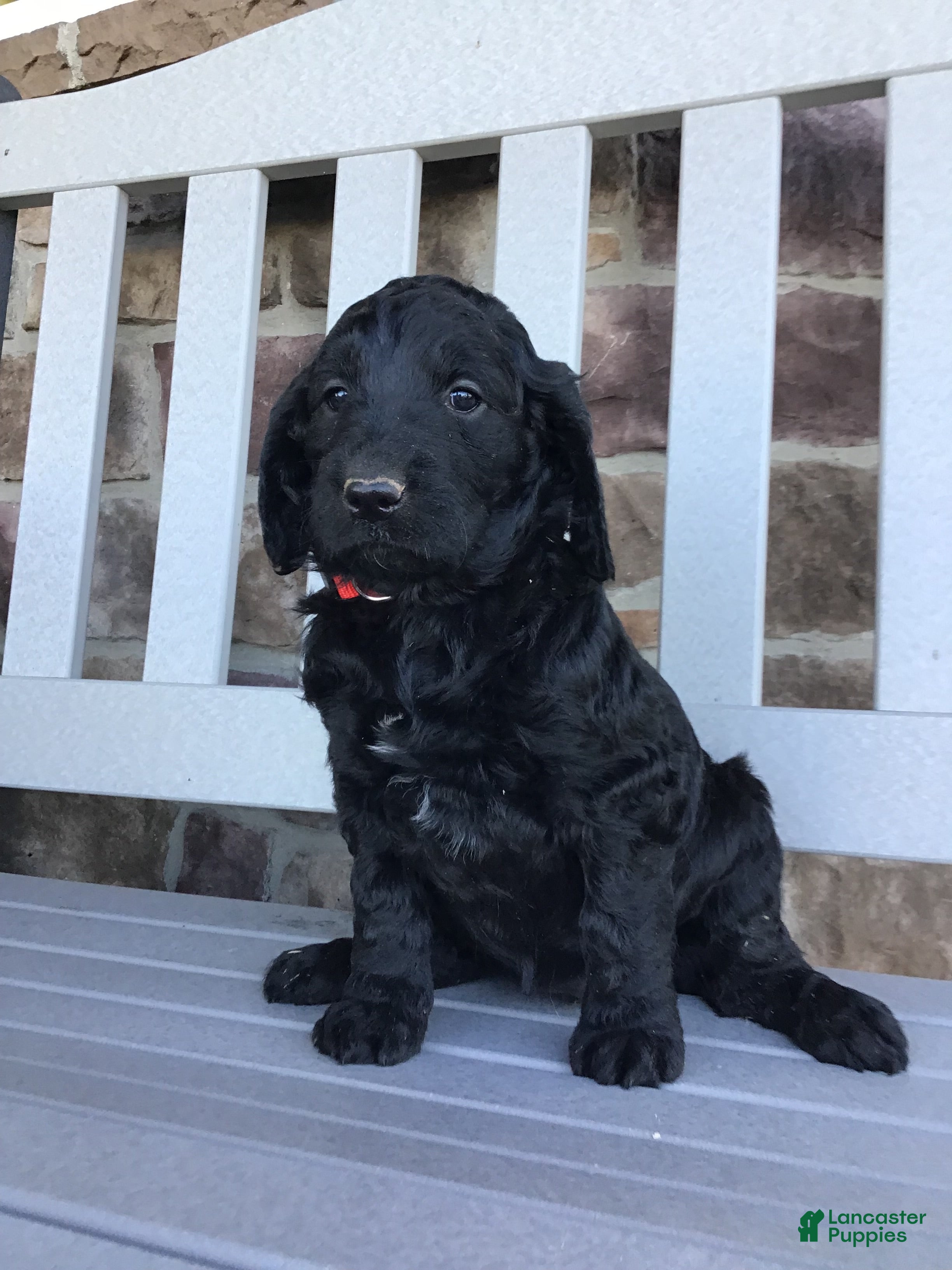 Goldendoodle dogs Dolly - Ad 2