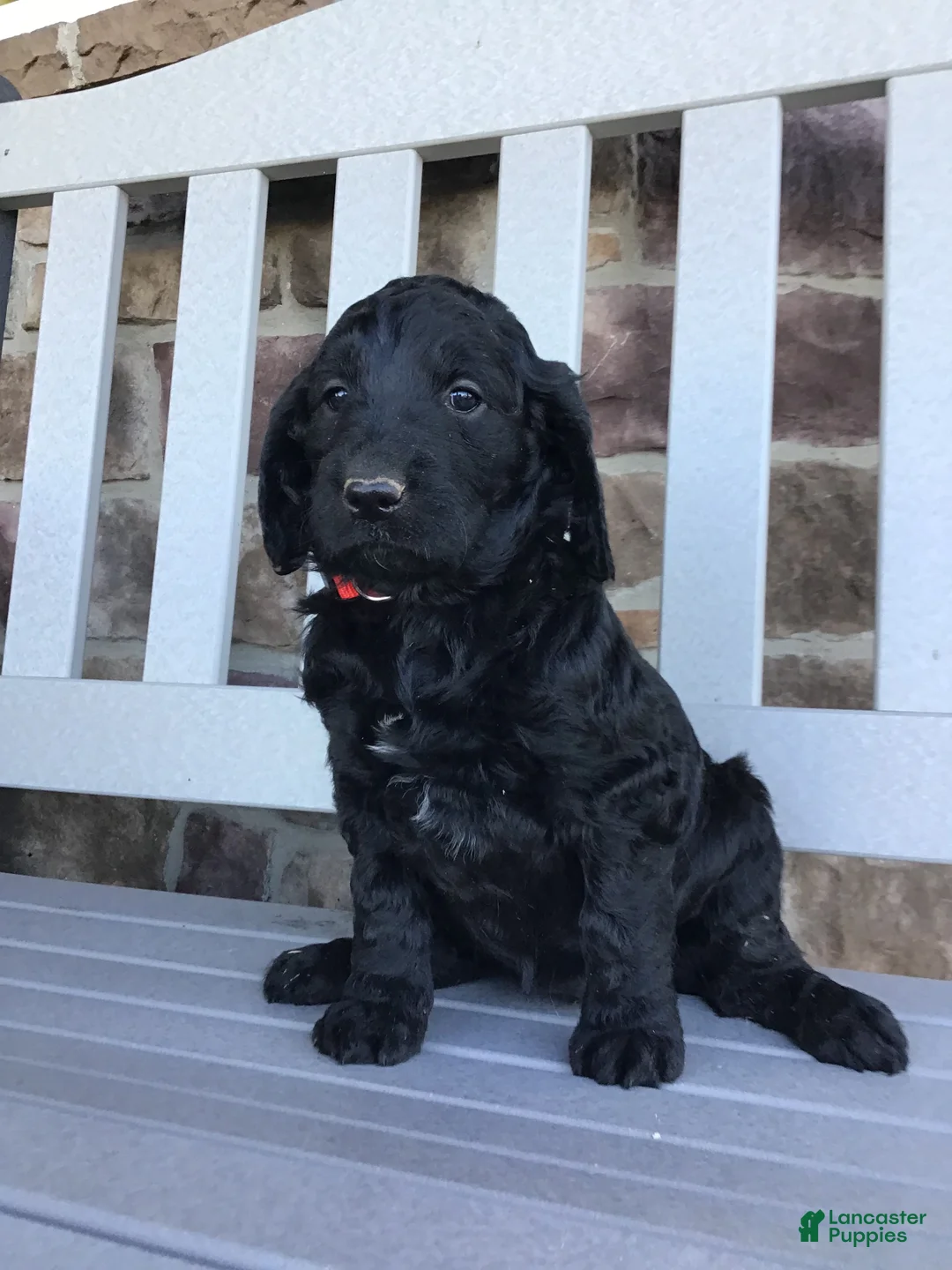 Goldendoodle dogs for sale: Dolly - Ad 2