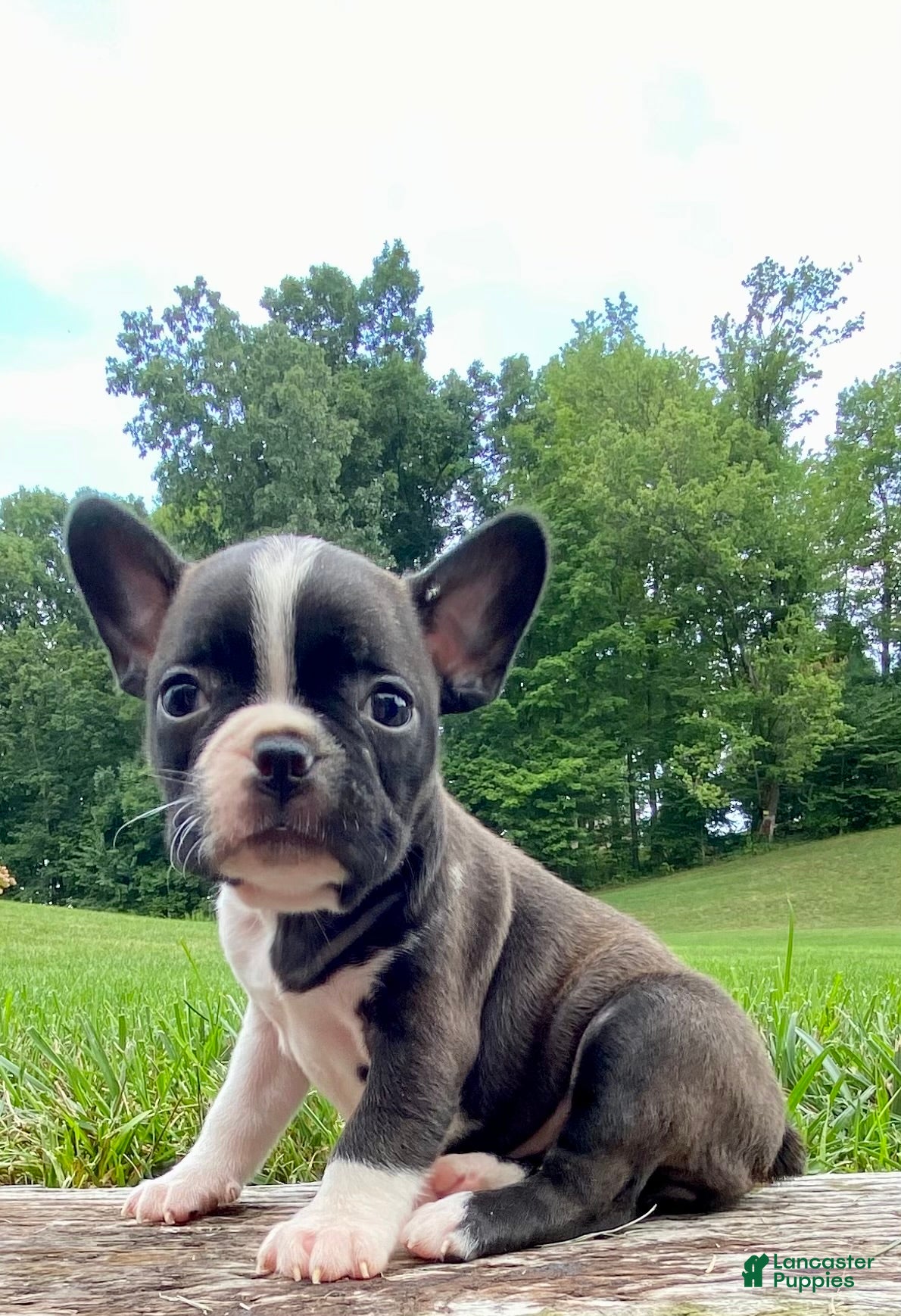 Mixed Breed dogs Miss Luna  - Ad 1