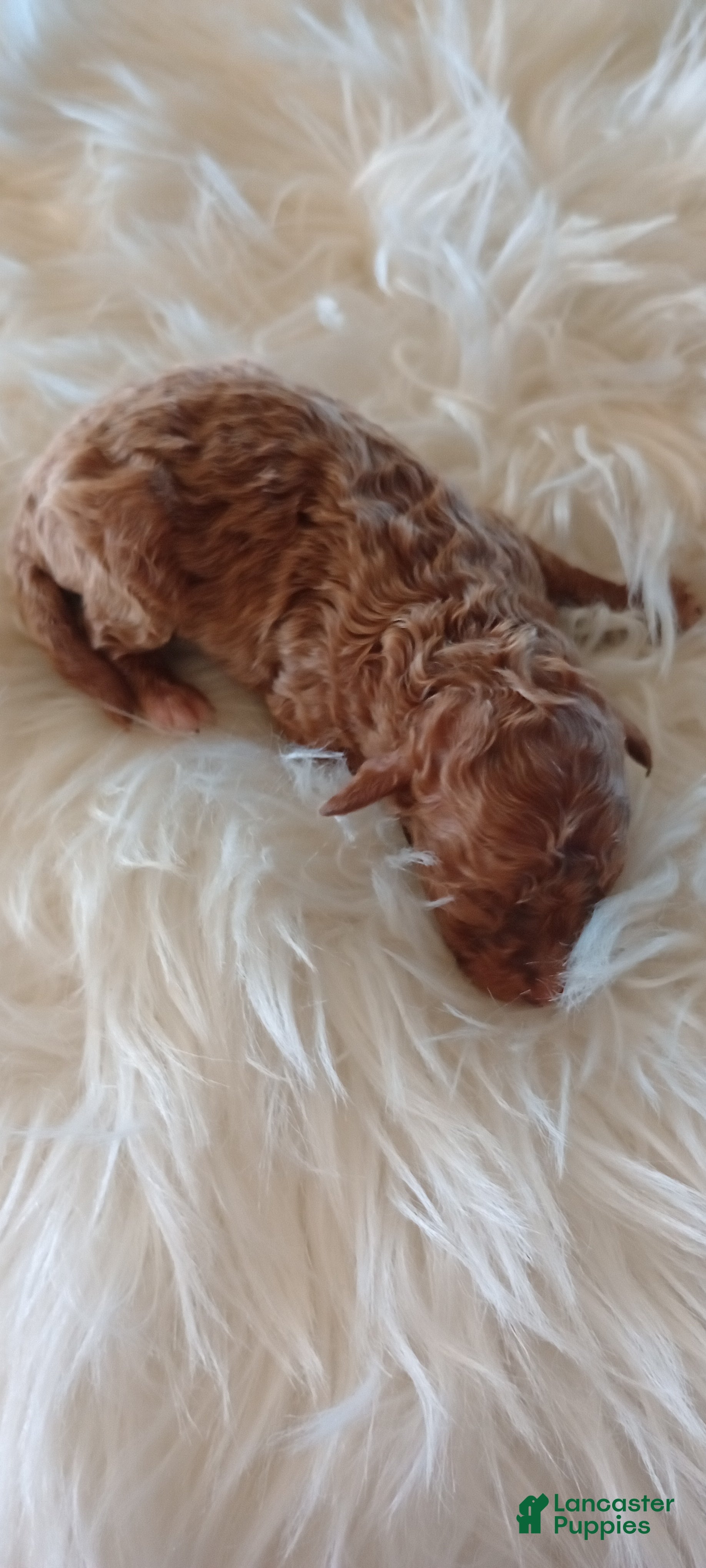 Mini Goldendoodle dogs Mr. London - Ad 7