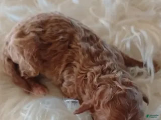 Mini Goldendoodle dogs Mr. London - Ad 7