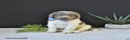 Newfoundland dogs for sale: Theo - Ad 4