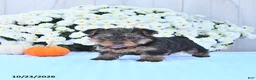 Yorkshire Terrier dogs for sale: Sadie - Ad 3