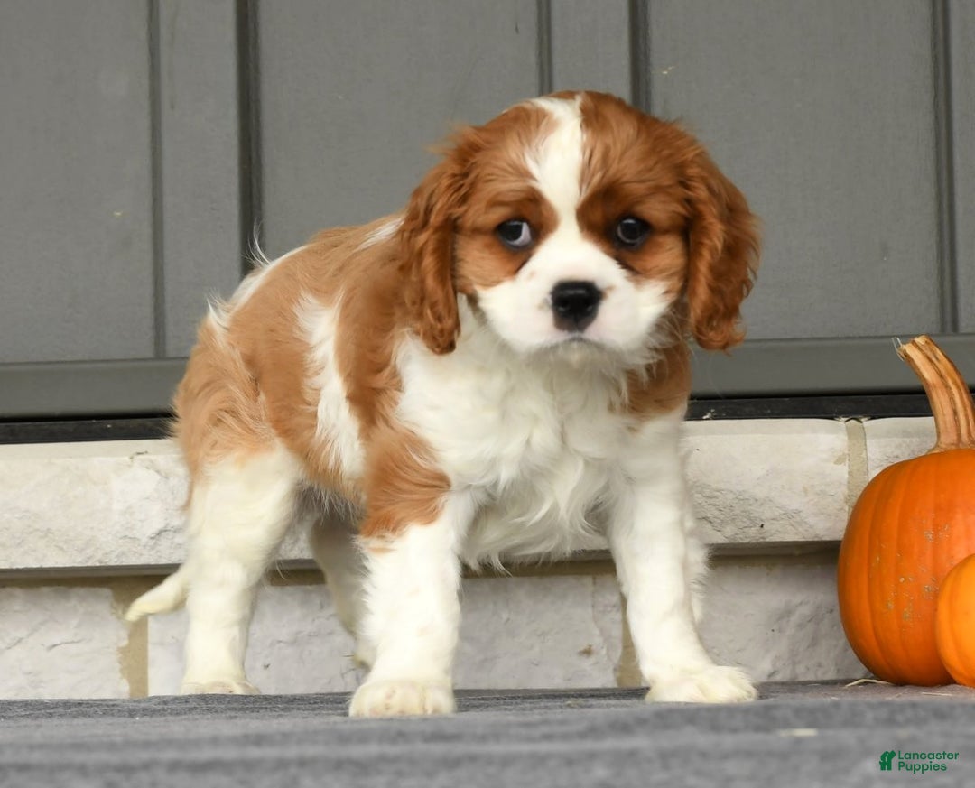 Cavalier King Charles Spaniel dogs for sale: Charlie - Ad 9