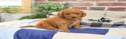 Cavapoo dogs for sale: Donut - Ad 3