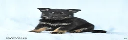 German Shepherd dogs for sale: Penny - Ad 1