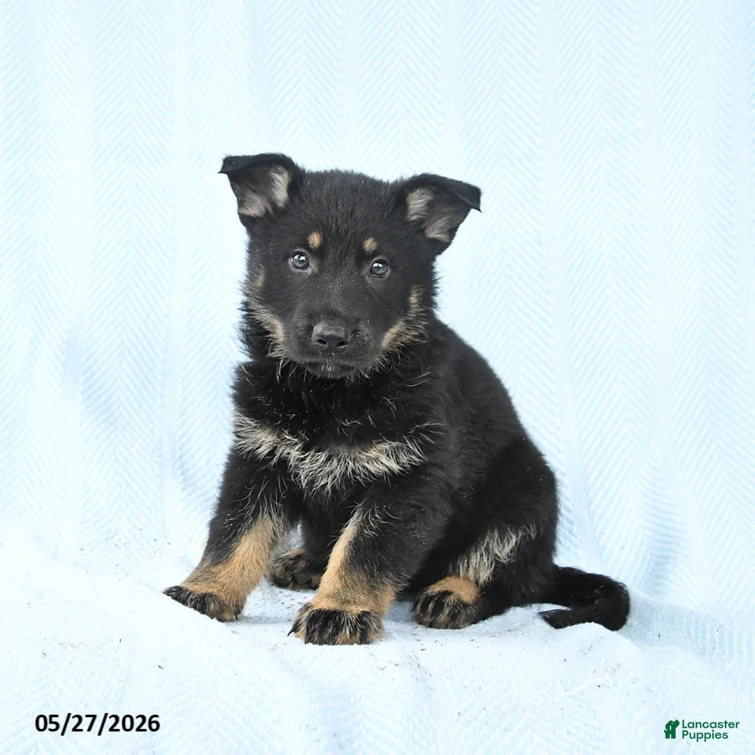 German Shepherd dogs for sale: Penny - Ad 1
