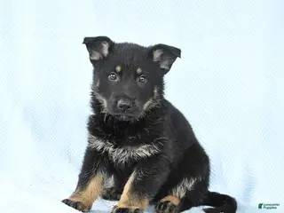 German Shepherd dogs for sale: Penny - Ad 3