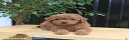 Miniature Poodle dogs for sale: Lincoln - Ad 1
