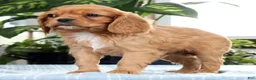 Cavalier King Charles Spaniel dogs for sale: Koda - Ad 2