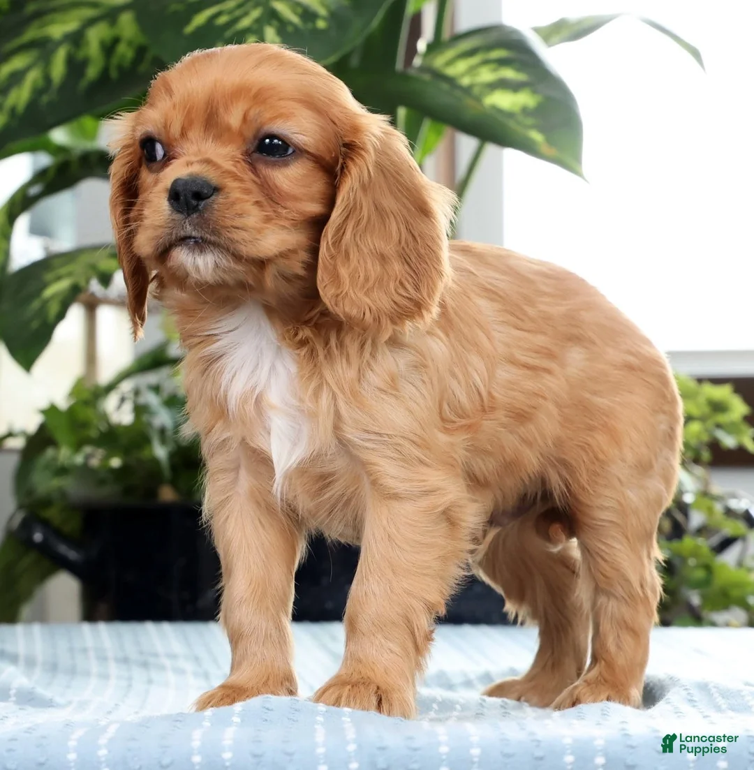 Cavalier King Charles Spaniel dogs for sale: Koda - Ad 2