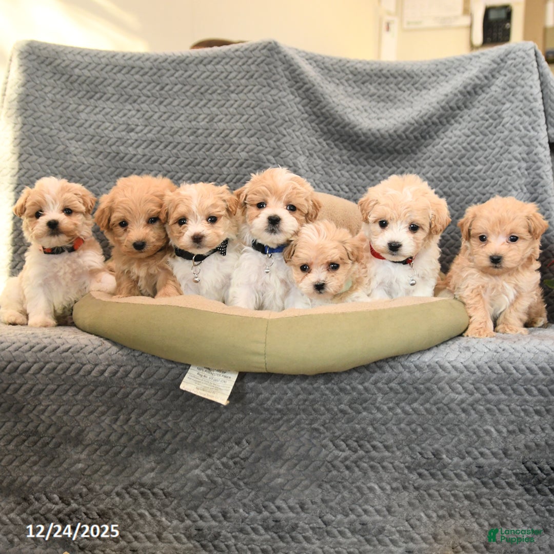 Maltipoo dogs for sale: Sugar - Ad 5
