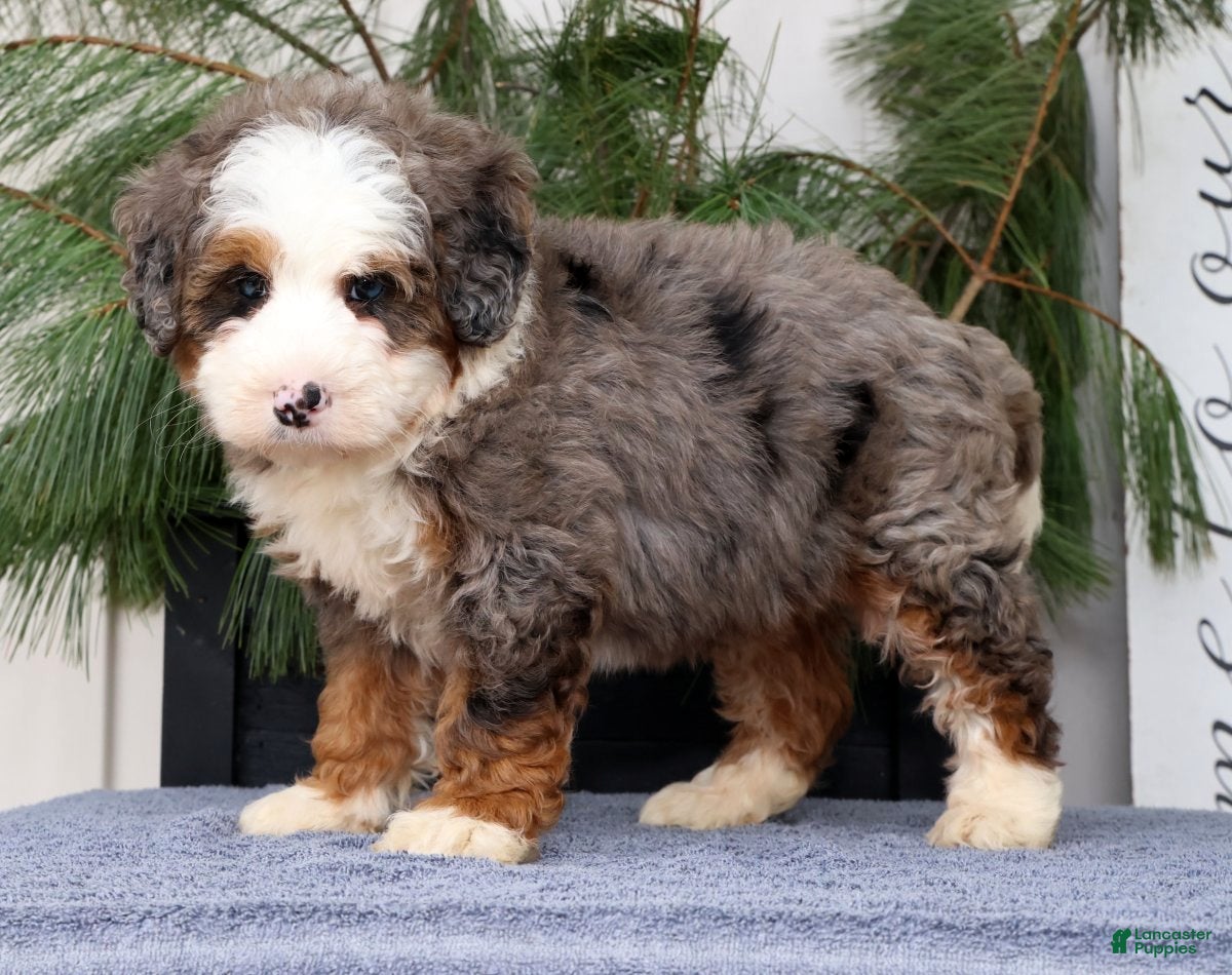 Mini Bernedoodle dogs Tommy - Ad 2