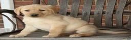 Labrador Retriever dogs for sale: Beth - Ad 6