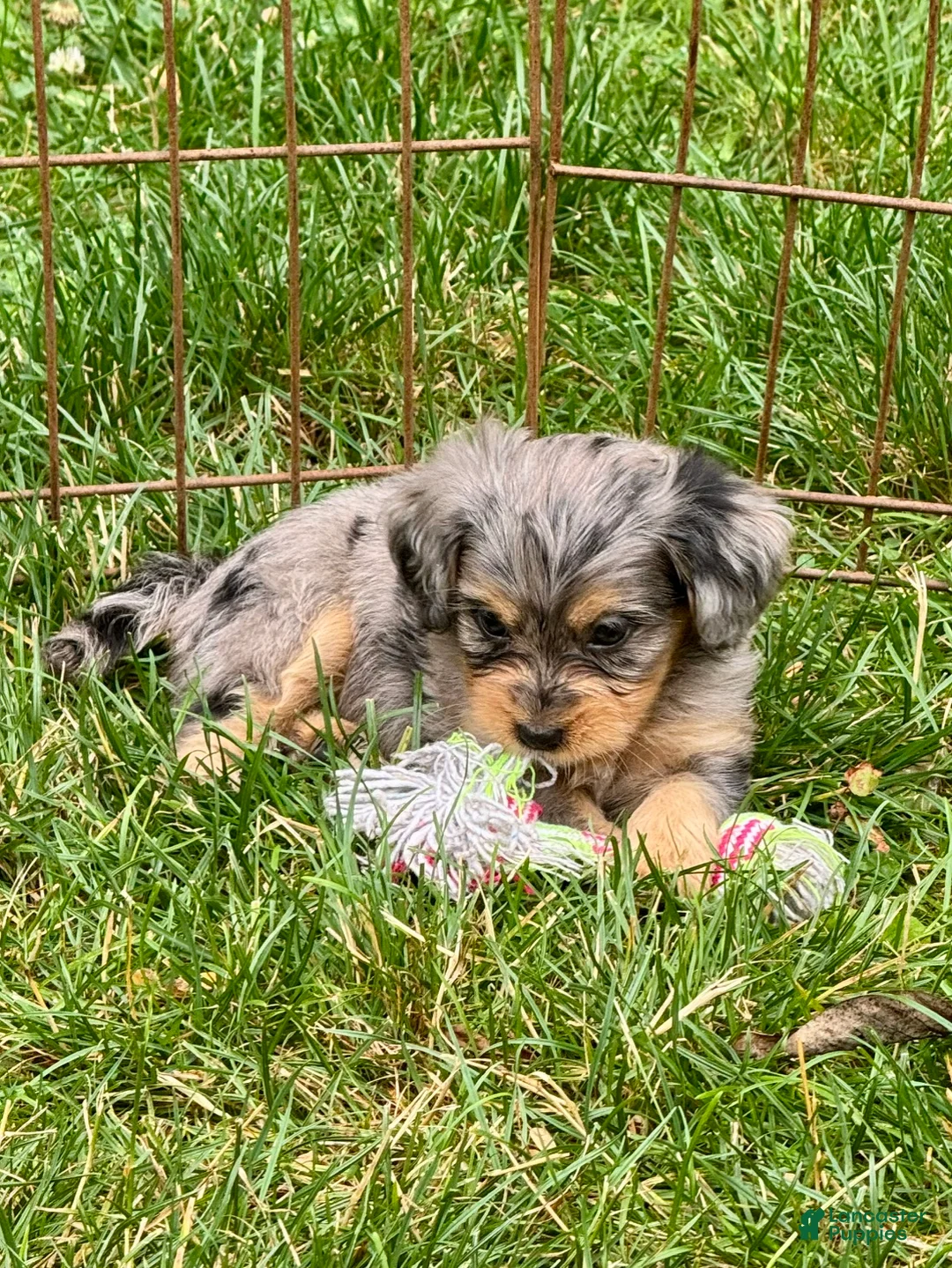 Mini Bernedoodle dogs for sale: Primrose - Ad 2