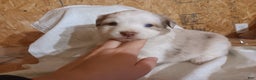 Australian Shepherd dogs for sale: Oatmeal  - Ad 2