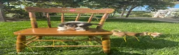 Welsh Corgi Pembroke dogs for sale: Rascal - Ad 3