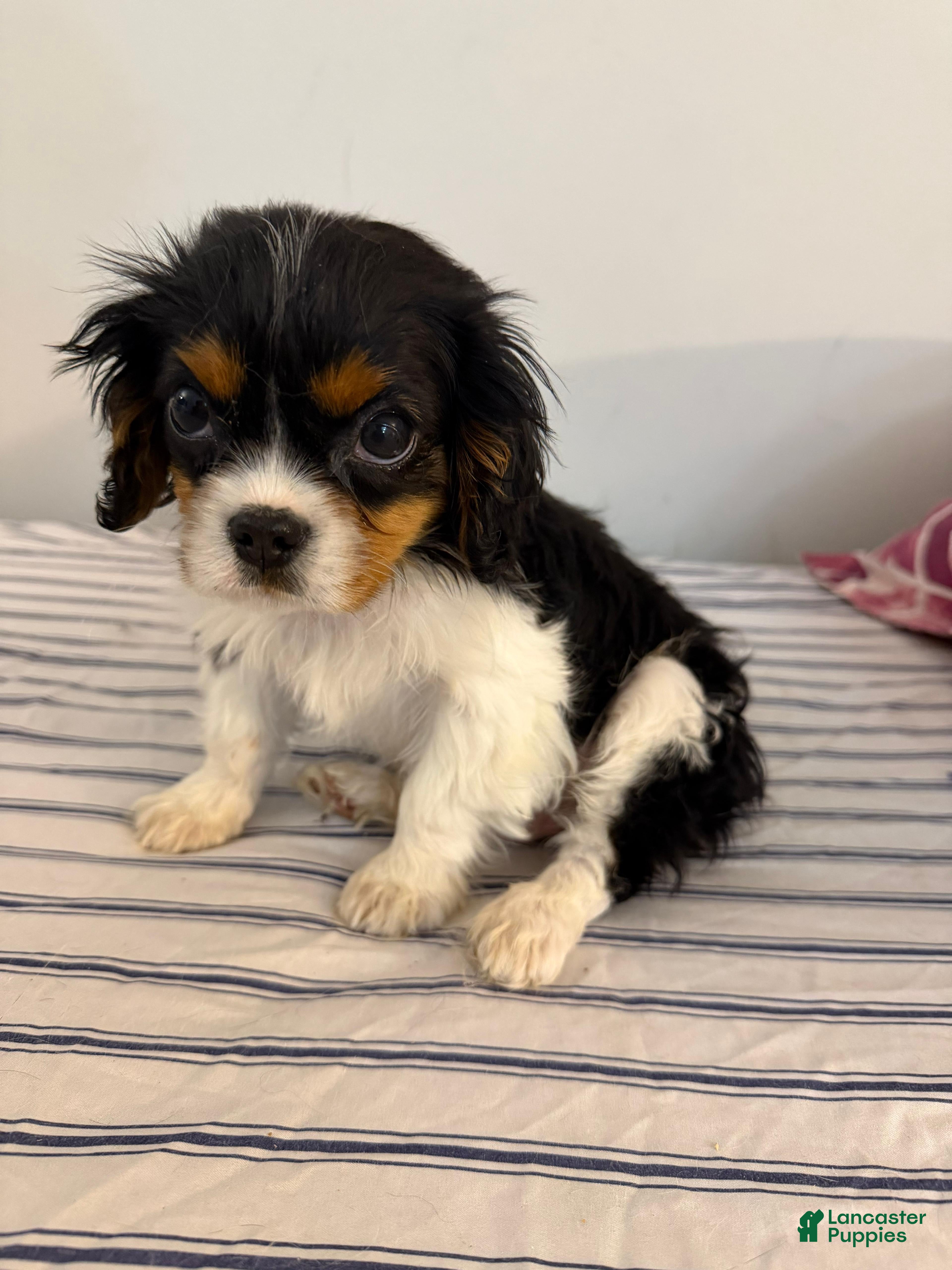 Cavalier King Charles Spaniel dogs Charles - Ad 1