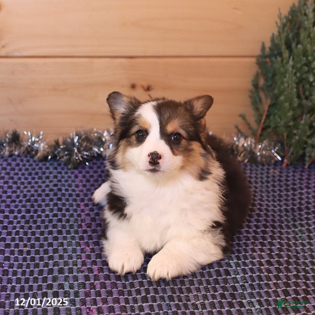 Welsh Corgi Pembroke dogs for sale: Hazel - Ad 2