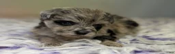 Schnoodle dogs for sale: Paxton - Ad 4