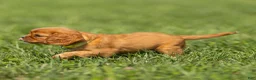 Cavalier King Charles Spaniel dogs for sale: Dallas Cavalier King Charles Spaniel  - Ad 3