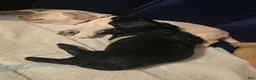 Miniature Labradoodle dogs for sale: Miniature Labradoodle Red - Ad 6