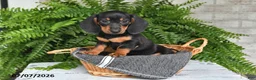Dachshund dogs for sale: Gordan - Ad 4