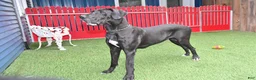 Great Dane dogs for sale: Lanie - Ad 5