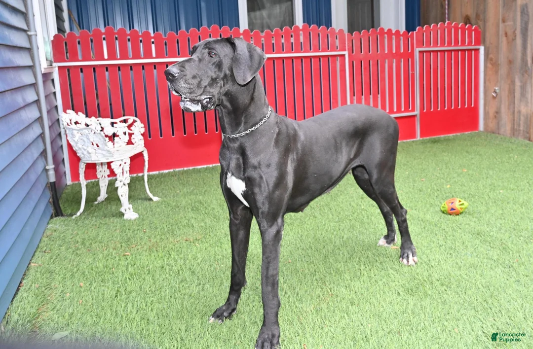 Great Dane dogs for sale: Lanie - Ad 5