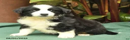 Miniature Australian Shepherd dogs for sale: Racer - Ad 5