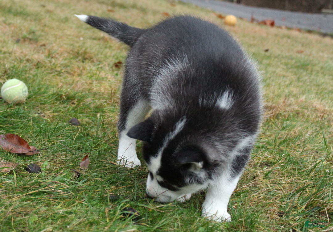 Siberian Husky dogs for sale: Bandit - Ad 8