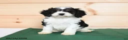 Cavapoo dogs for sale: Horace - Ad 1
