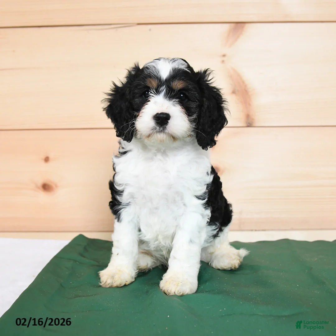 Cavapoo dogs for sale: Horace - Ad 1
