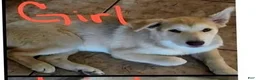 Gerberian Shepsky dogs for sale: Sadie - Ad 2