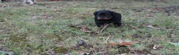 Rottweiler dogs for sale: Rottweiler 1 - Ad 4