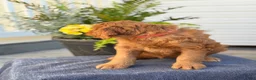 Goldendoodle dogs for sale: Teagan - Ad 4