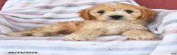 Cavapoo dogs for sale: Cupcake - Ad 4