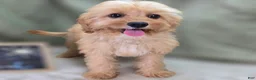 Cavapoo dogs for sale: Miles - Ad 8