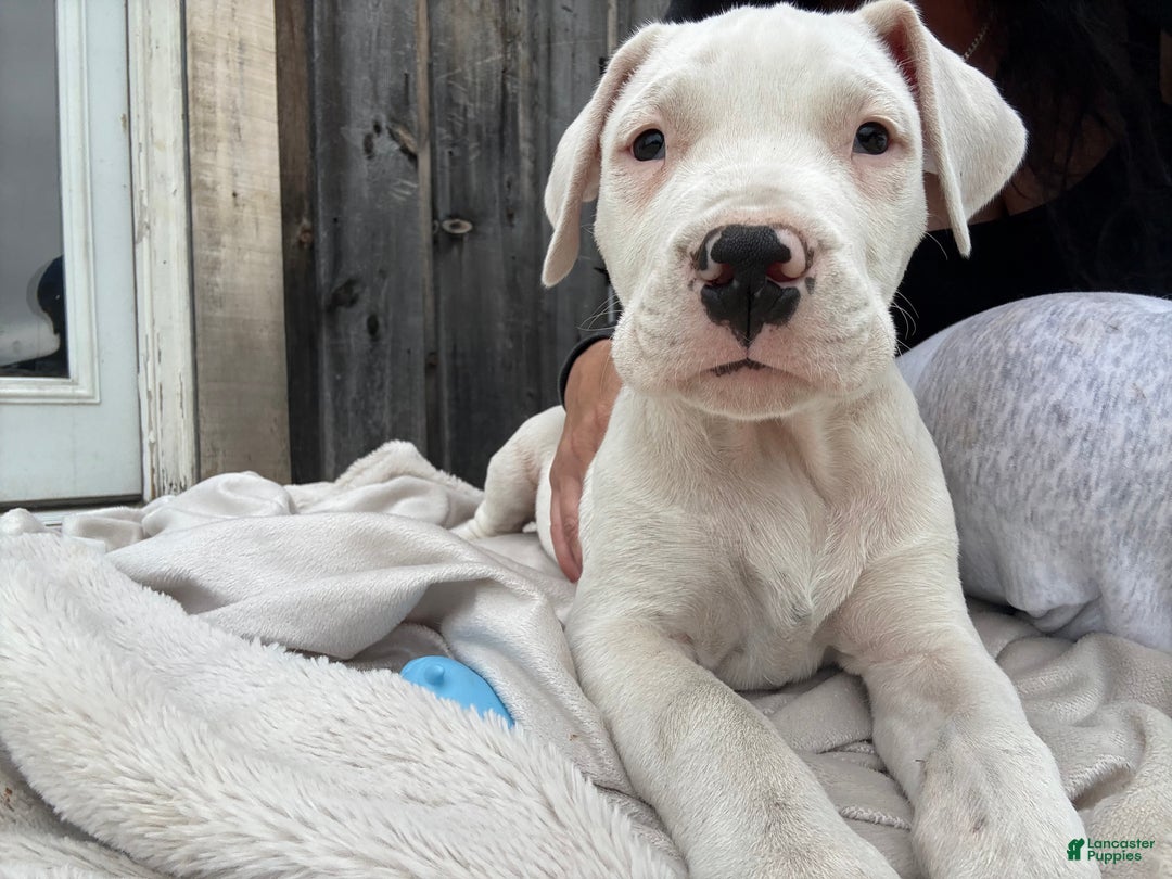 Dogo Argentino dogs for sale: Puppy M3 - Ad 53