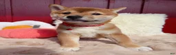 Shiba Inu dogs for sale: ❤️ Wolfy ❤️ - Ad 2