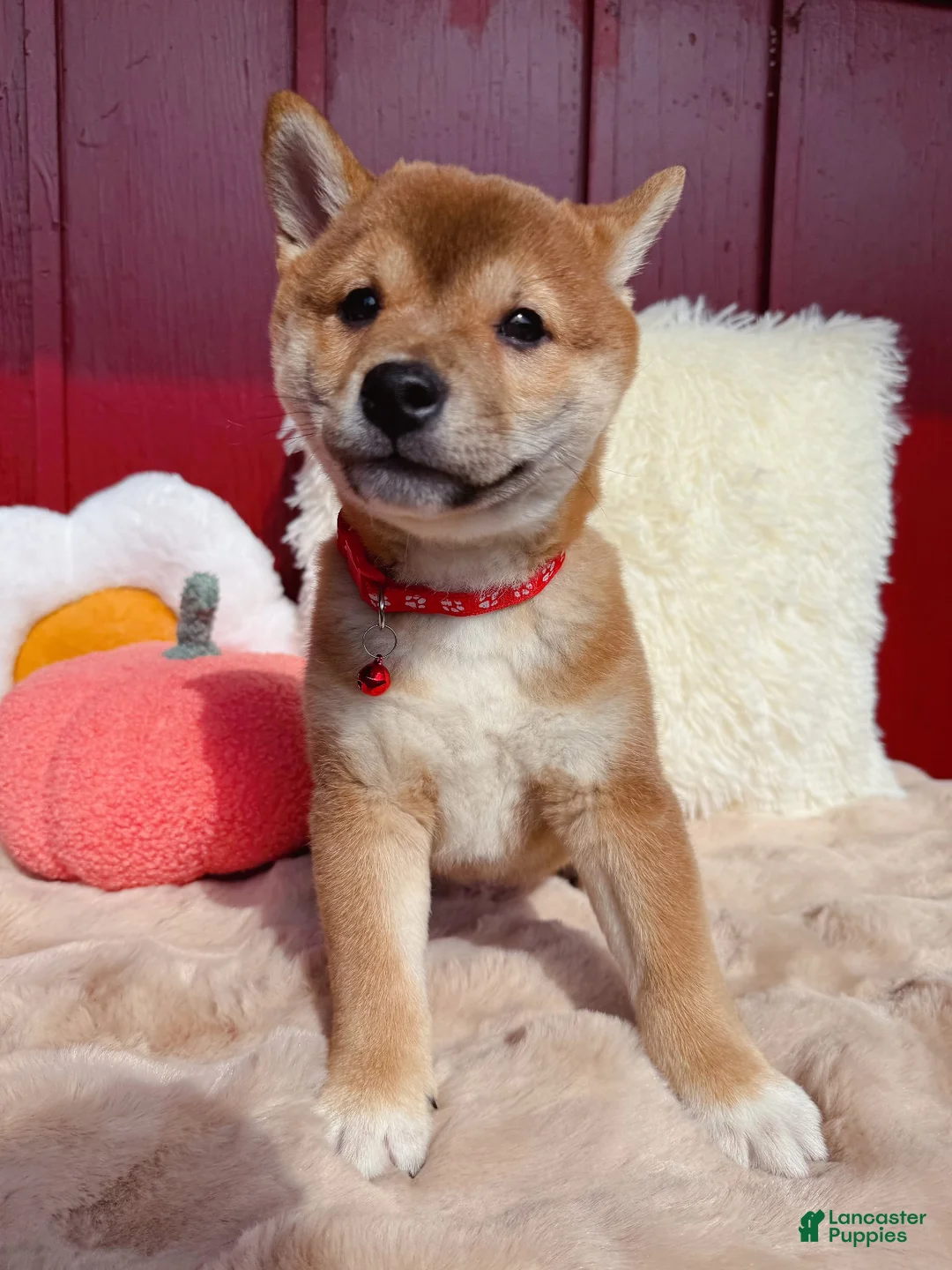 Shiba Inu dogs for sale: ❤️ Wolfy ❤️ - Ad 2