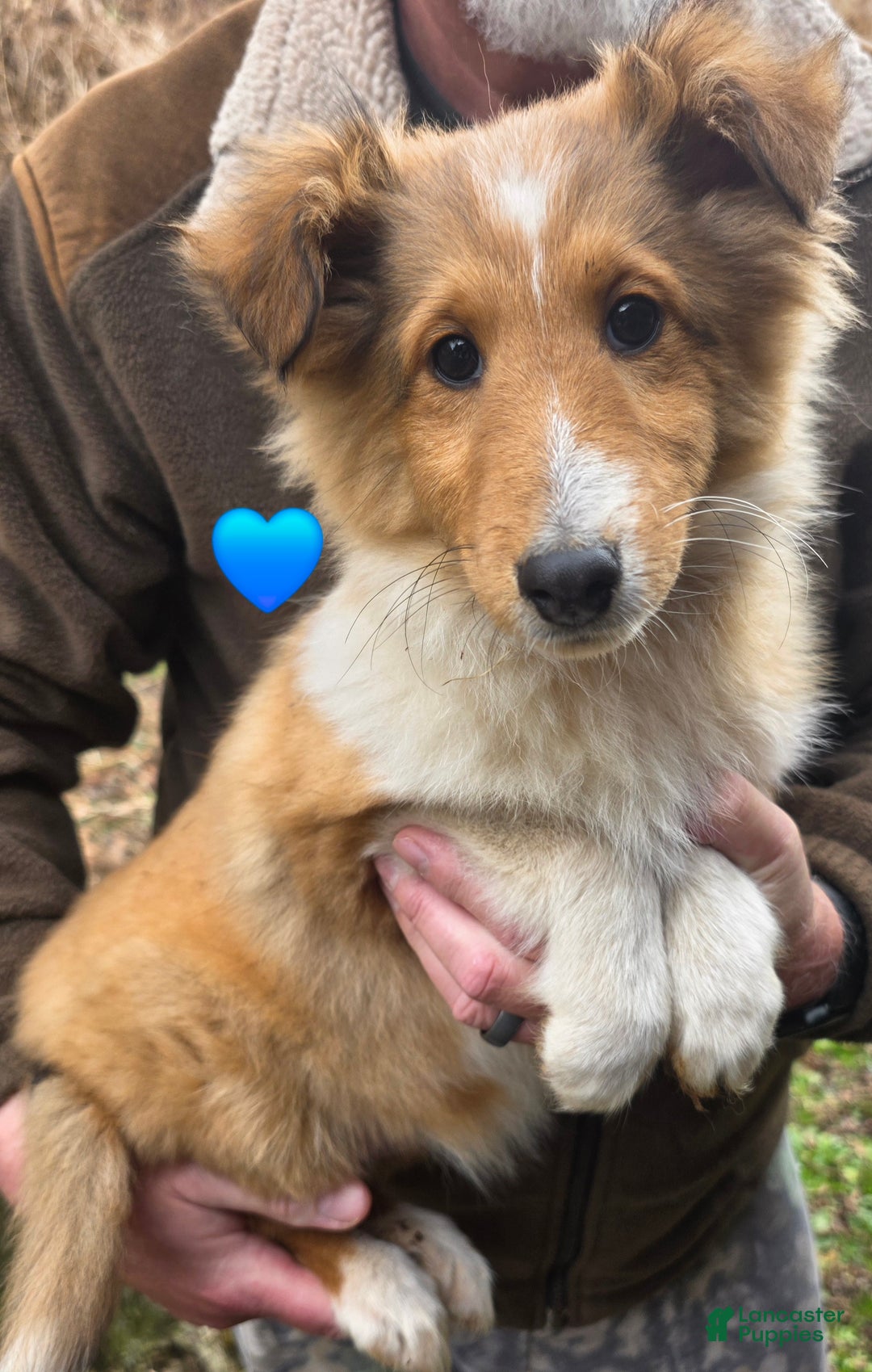 Shetland Sheepdog dogs for sale: Shetland Sheepdog Puppy 3 - Ad 1