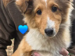 Shetland Sheepdog dogs Shetland Sheepdog Puppy 3 - Ad 27