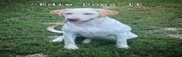 Labrador Retriever dogs for sale: Labrador Retriever 4 - Ad 2